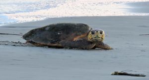 Turtle Patrol - mama to nest